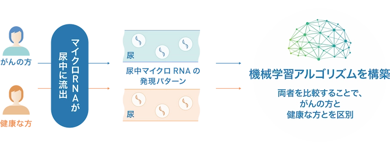 がんの方と健康な方の尿に含まれるマイクロRNAの発現パターンを比較し、機械学習アルゴリズムによって両者を区別する仕組みを示した図