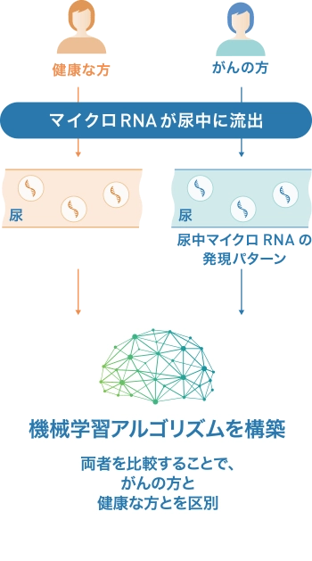 がんの方と健康な方の尿に含まれるマイクロRNAの発現パターンを比較し、機械学習アルゴリズムによって両者を区別する仕組みを示した図